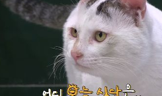 猫咪偷吃火腿肠,然后嫁祸给小猪 猫咪偷吃火腿肠,然后嫁祸给小猪