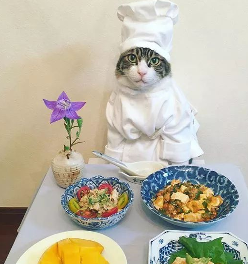 日本博主家的猫咪大厨走红，网友：一人一猫，一日三餐，羡慕了！