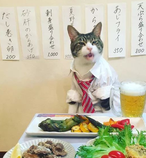 日本博主家的猫咪大厨走红，网友：一人一猫，一日三餐，羡慕了！