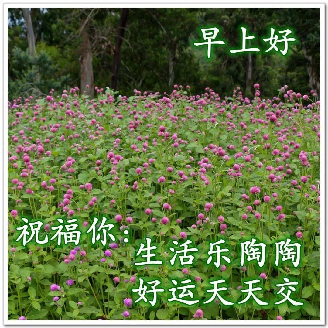 8张最新漂亮秋天风景早安图片带字带祝福语 好看的秋日风景早上好问候