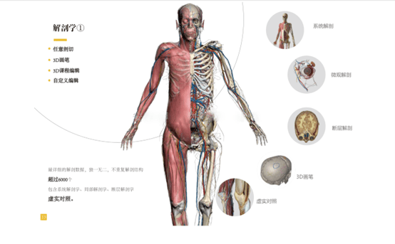 人体系統解剖学 人体系統解剖学 人体系統解剖学 人体系統解剖学
