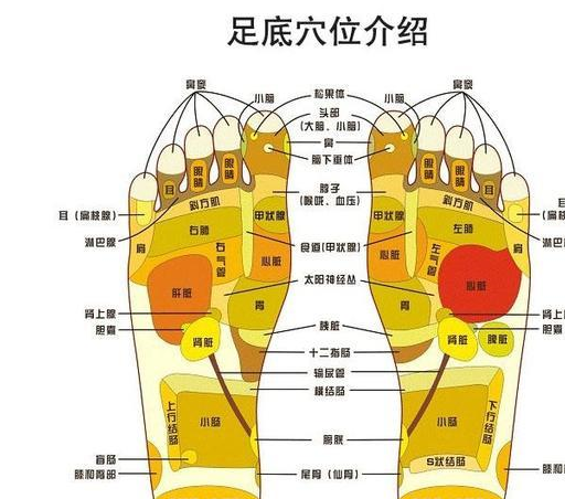 脾脏反射区位于足底第四,五跖骨间,距心反射区正下方一横指,此外脚