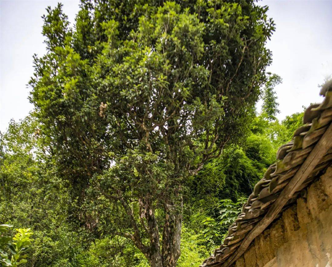 重慶發現一棵500年老鷹茶古樹,高20米,還特意配了