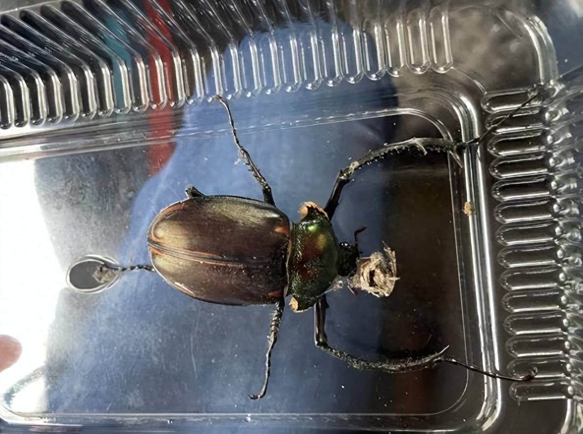 "灭绝"41年后,江西多地发现阳彩臂金龟,是国家二级保护动物_甲虫_昆虫