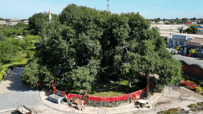 开鲁县大榆树镇榆树入选全国100株"最美古树"_发展_古榆_产业