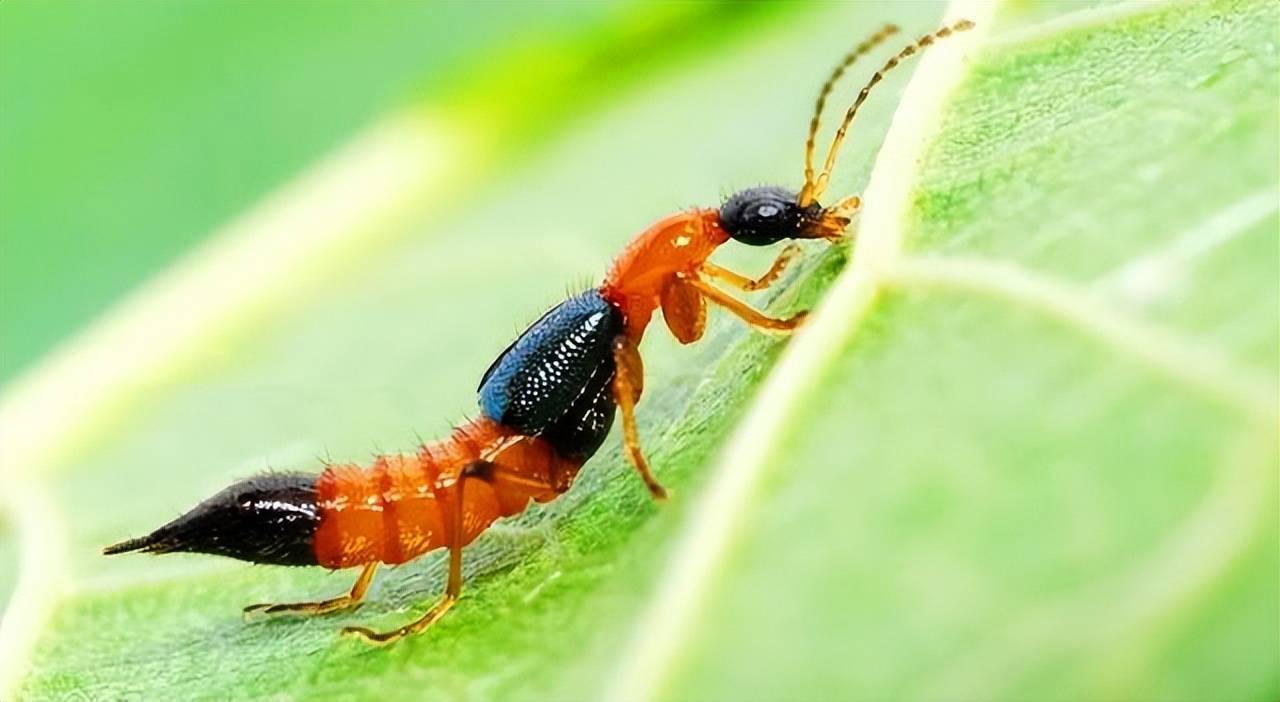 没那么可怕!折叠翅膀的技术才令人叫绝_虫子_皮肤_酸性