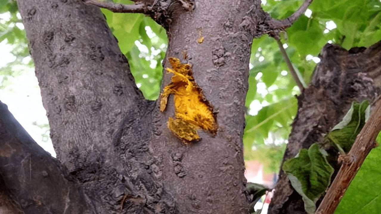 金皮树在生态系统中扮演着重要的角色,贡献着对于生