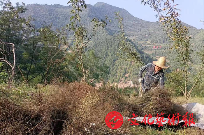 宝鸡陈仓区拓石镇:柴胡地里看"丰"景 助农增收旺产业_种植_发展_中