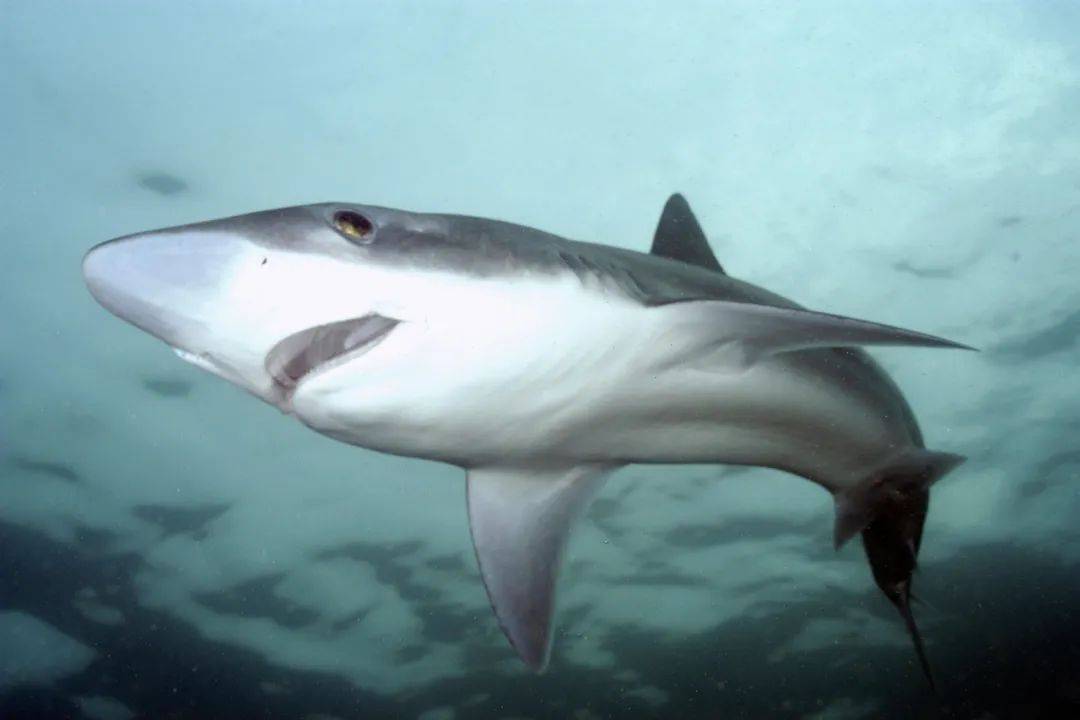 船钓 tope shark 翅鲨 | 土耳其 卡什 kas 站