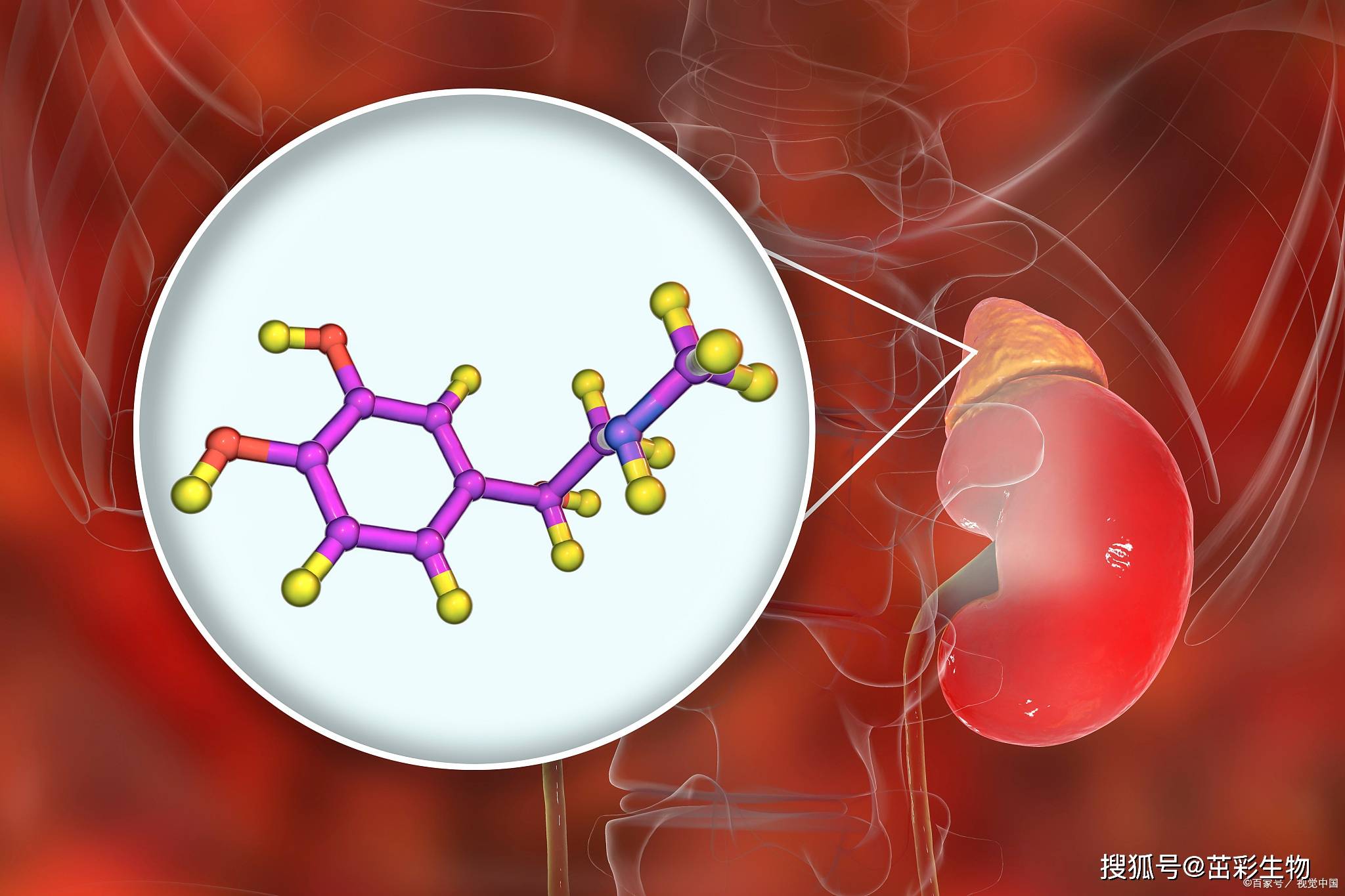 人脑源性神经营养因子(bdnf)elisa试剂盒_检测_样本_母细胞