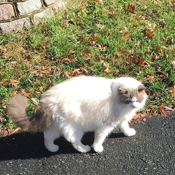 布偶猫因主人搬家遭遗弃，幸好遇到善良女孩