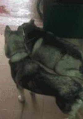 奶奶带大的狗子,和麻麻带大的狗子就是不一样 奶奶带大的狗子,和麻麻带大的狗子就是不一样