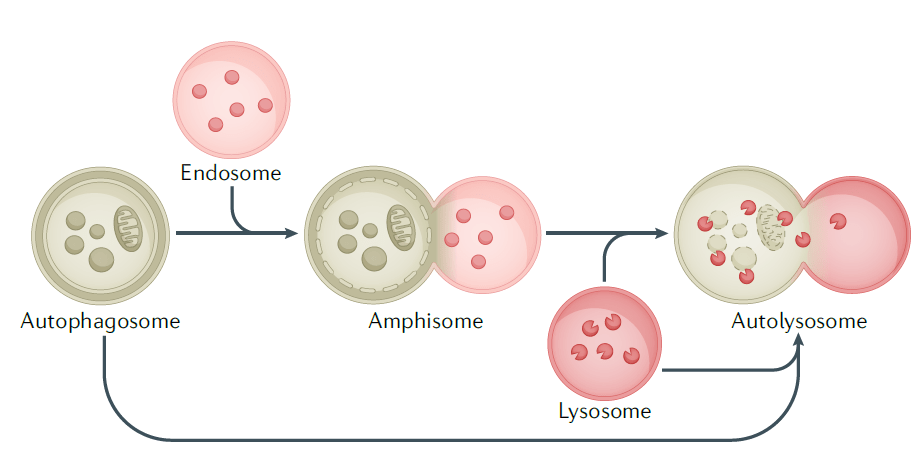 自噬研究指南|大自噬的关键——自噬溶酶体的形成(一)_小体_融合_蛋白
