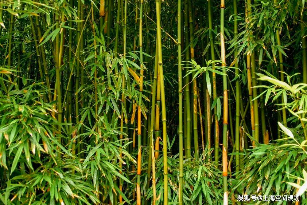 海外资讯｜罕见的竹子开花事件可能引发数年的生态变化_竹林_再生_研究人员 