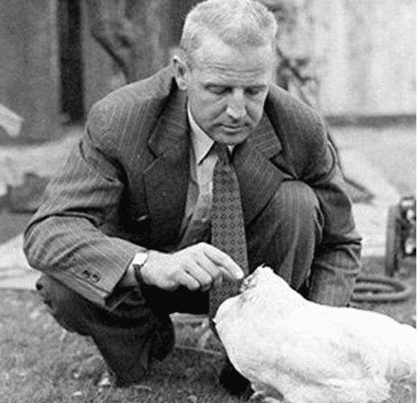 创下生命奇迹的"无头鸡",足足存活18个月,其不死之谜是什么_麦克_奥臣