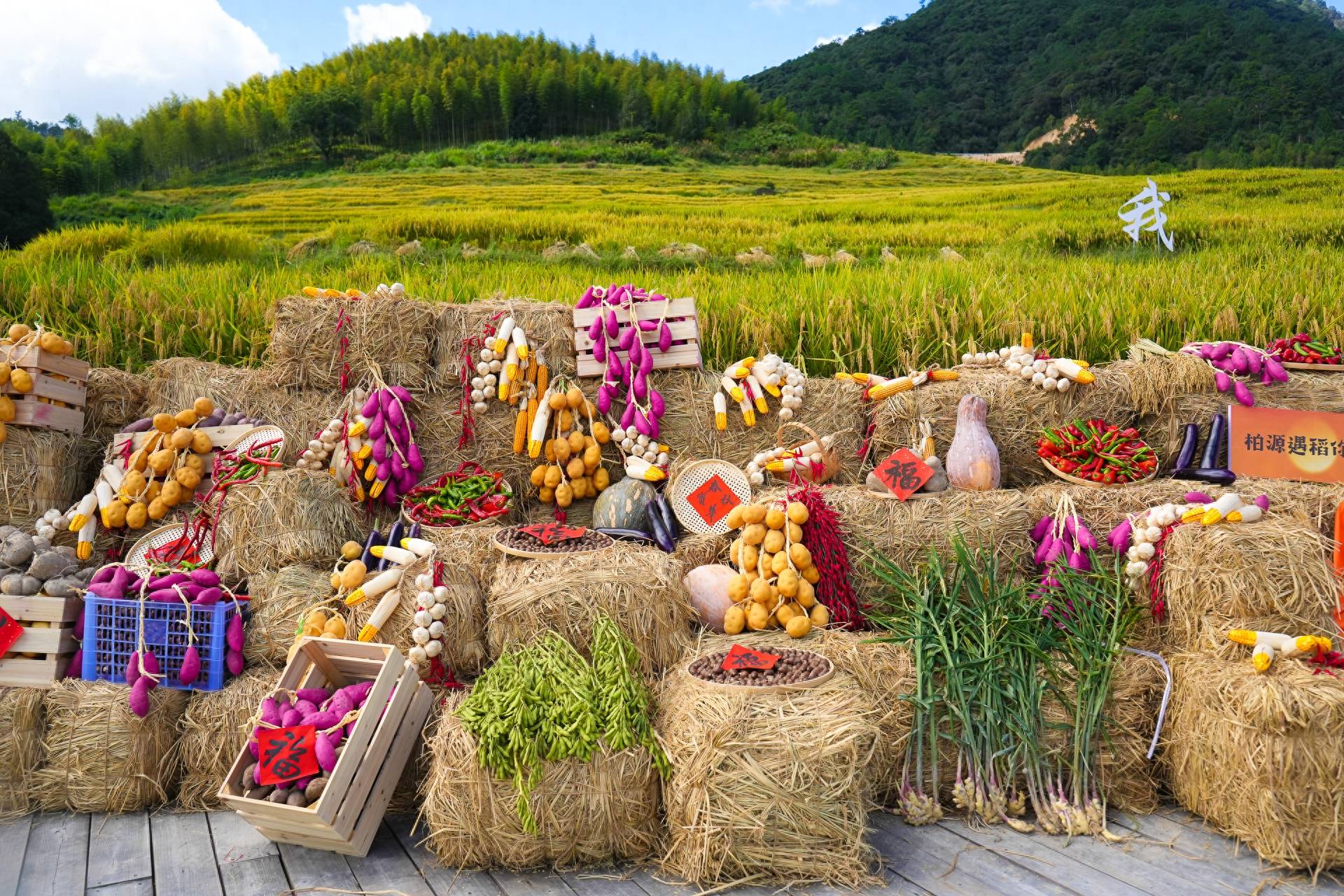 走进宁德屏南,赴一场柏源千亩梯田的丰收节_源村_活动_稻田