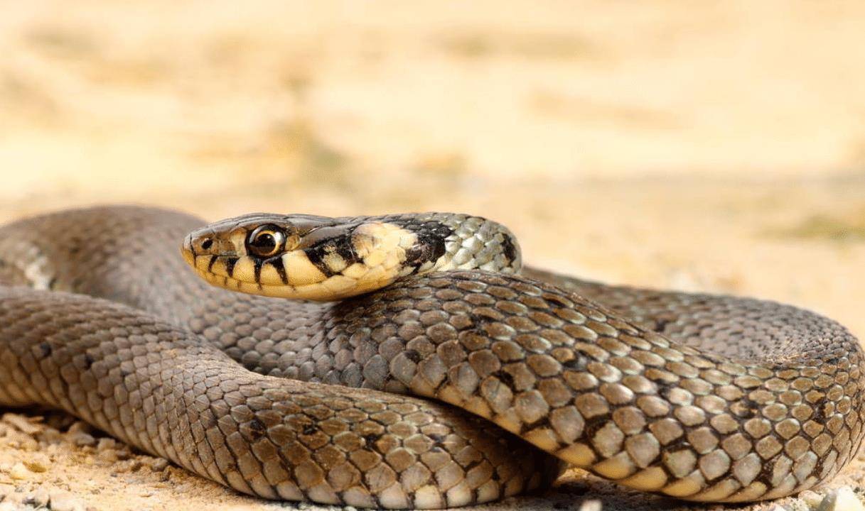 一直是作为一个神秘的而又奇异的动物存在,在古代有许多关于蛇的故事