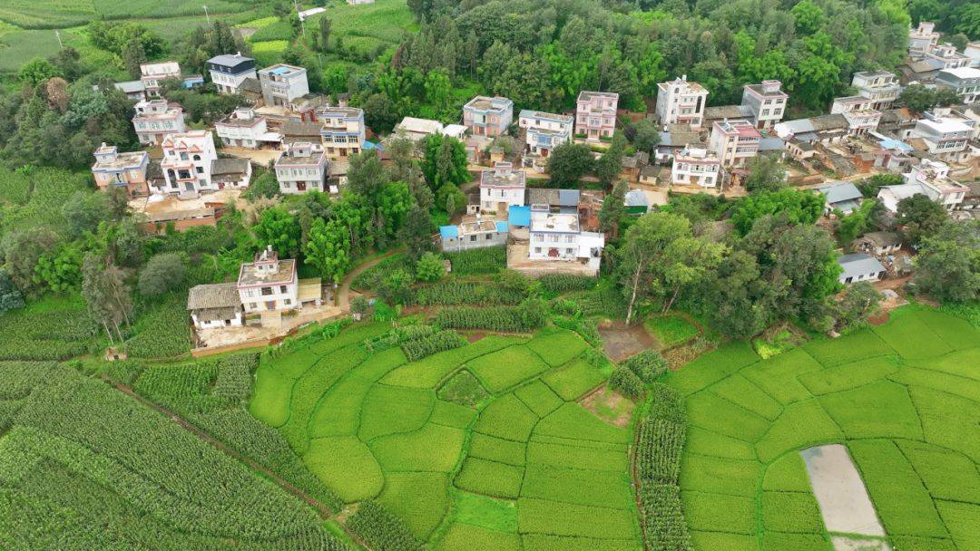 牛栏江镇:乡愁乡恋新希望 "稻"这里来_大米_海村_村民