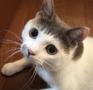 一只大眼睛齐刘海的猫咪,看着像个小媒婆,你有同款空气刘海吗?