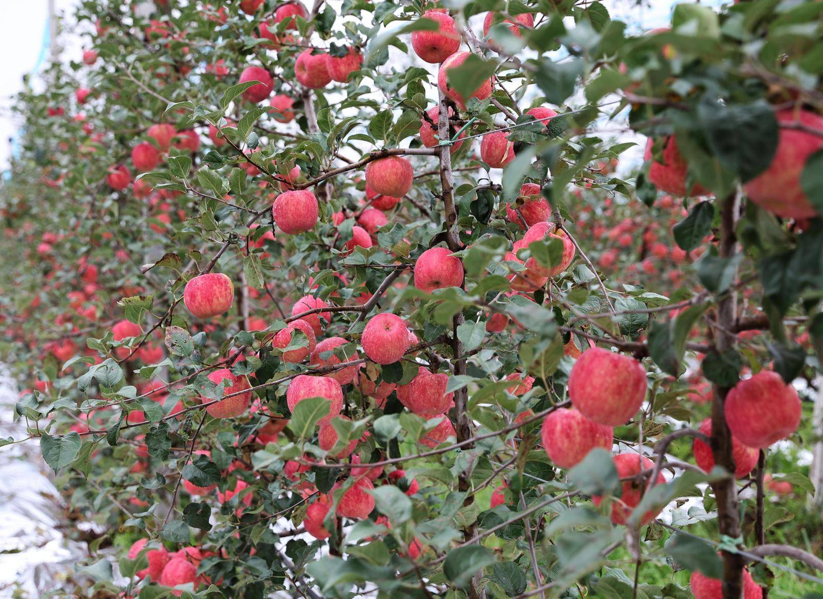 连蜜蜂都爱吃的苹果 你不来一口?_种植_品种_推广