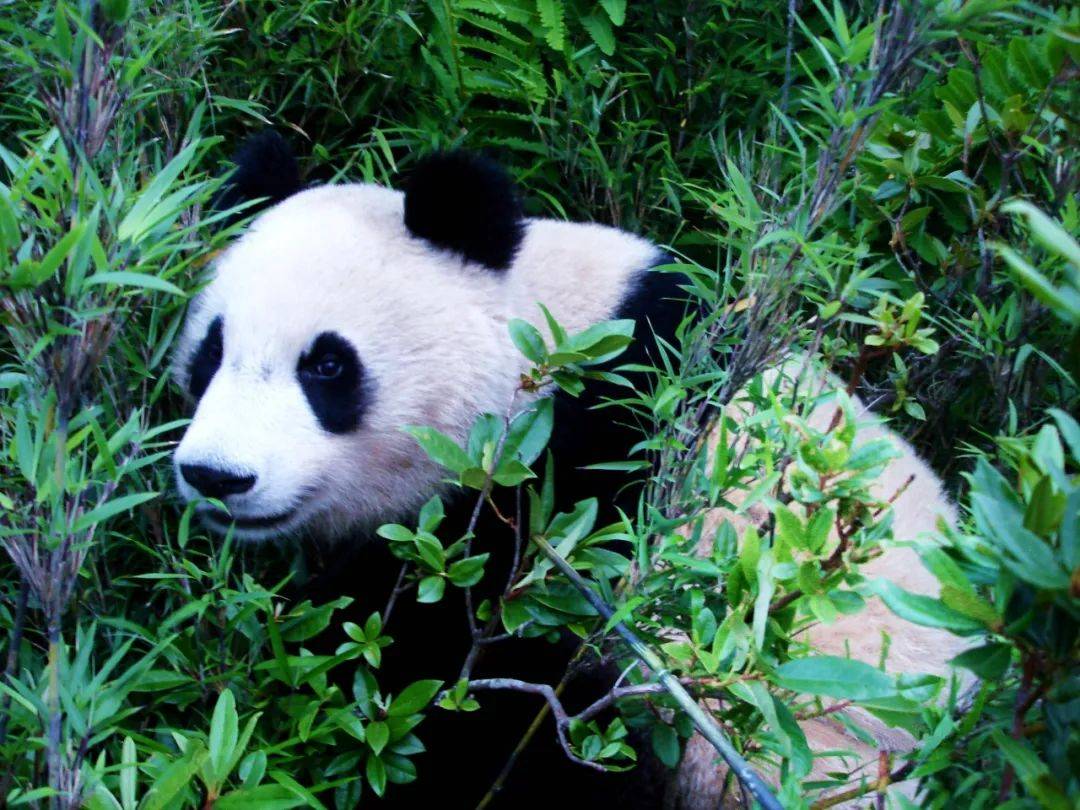 如果你想洗肺吸氧,一定要去一趟猫儿山!