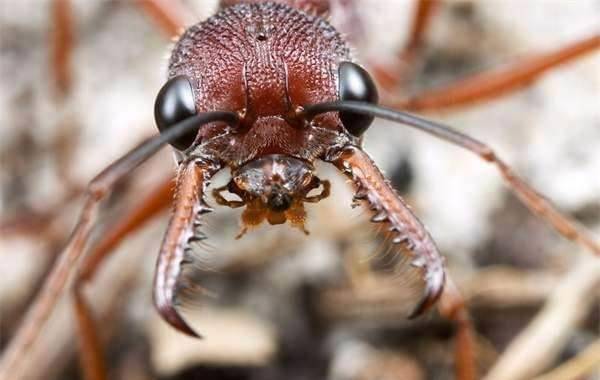 撒哈拉沙漠的吸血鬼:吸血蚂蚁的攻击力有多强?有何真实案例?