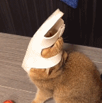 铲屎官听到猫咪的求救,等他走近一看却笑到肚子痛! 铲屎官听到猫咪的求救,等他走近一看却笑到肚子痛!