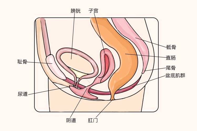 爱爱时为什么会有声音
