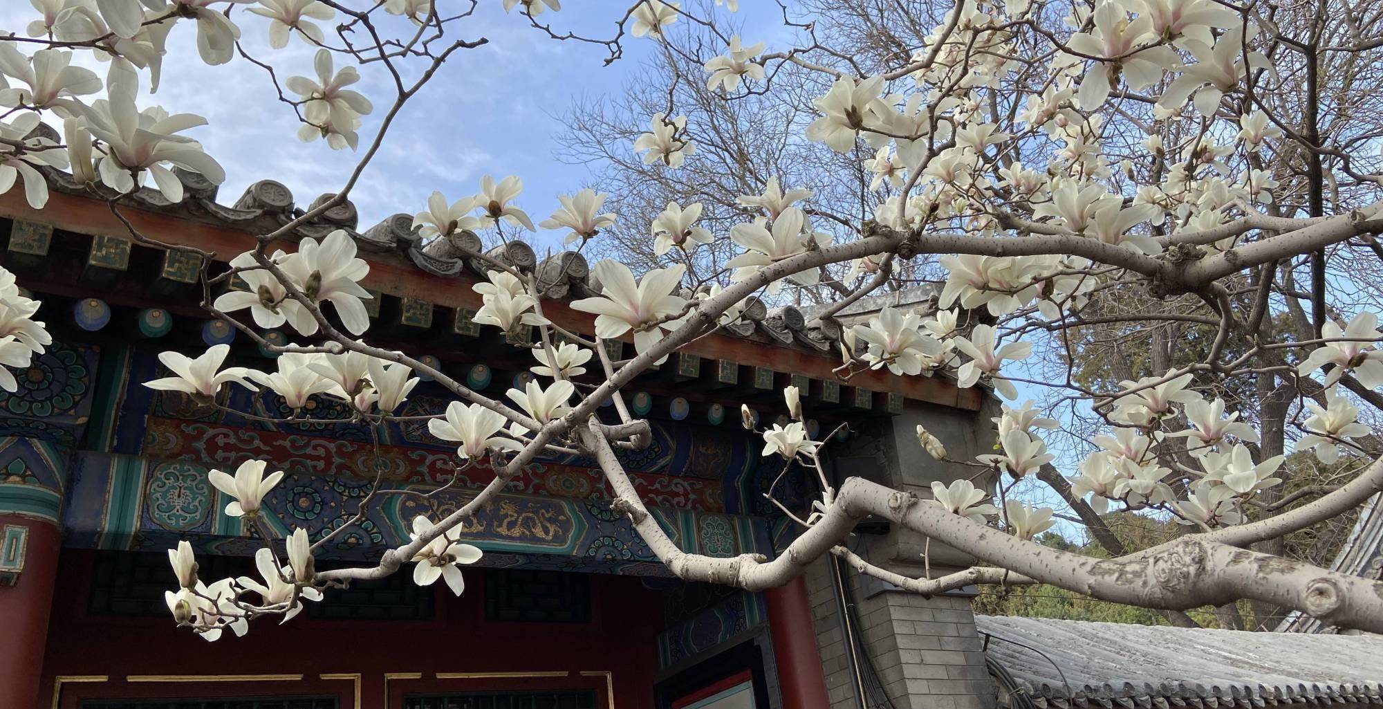 北京玉兰花观赏地点有哪些?