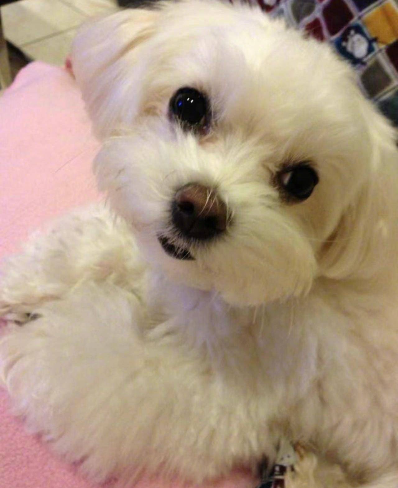 我永远的宝贝。 愿你狗生开心顺遂。 每天都有好吃的吃到饱。 每天都能和好朋友依偎跑闹。 有爱你的人类珍惜你并陪你到老。  如果离开了世间，那在天上也永远幸福。 给你我所有的爱。 我的宝贝。 : r/painting, image size:1280x1570