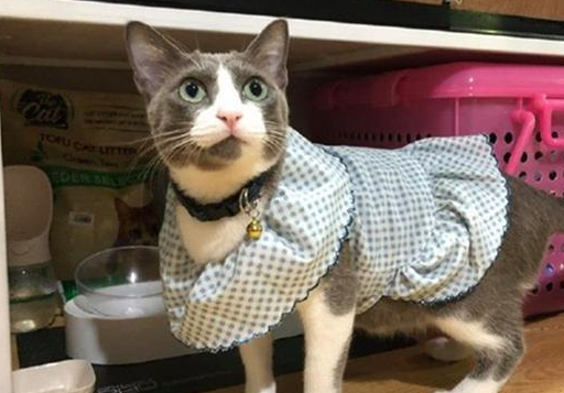 奶奶起初嫌烦抗拒养猫,可奶猫在家一周后,已经做起了猫用花衣裳 奶奶起初嫌烦抗拒养猫,可奶猫在家一周后,已经做起了猫用花衣裳