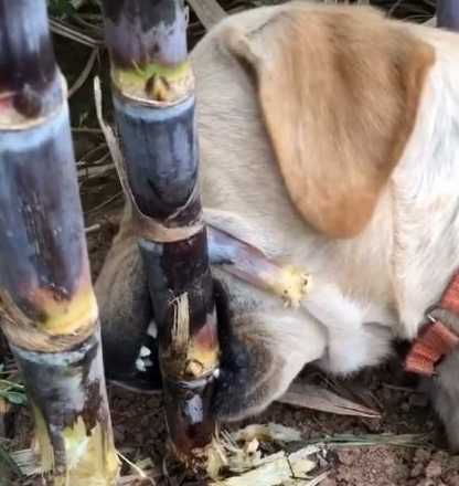 带拉布拉多回老家生活了2天，死活不愿意走