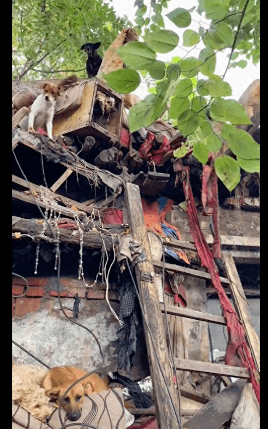 拾荒大爷养了50只流浪狗,每天想办法喂饱它们,自己却睡在房顶上 拾荒大爷养了50只流浪狗,每天想办法喂饱它们,自己却睡在房顶上