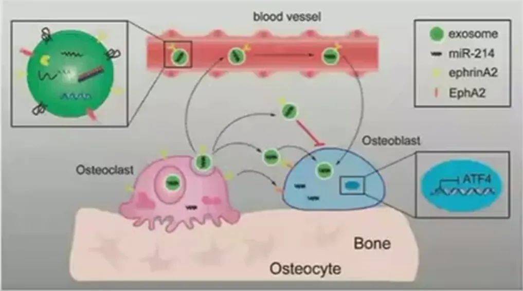 硕博必备 | 最新生物医学研究套路手把手教学视频,限时免费领取~