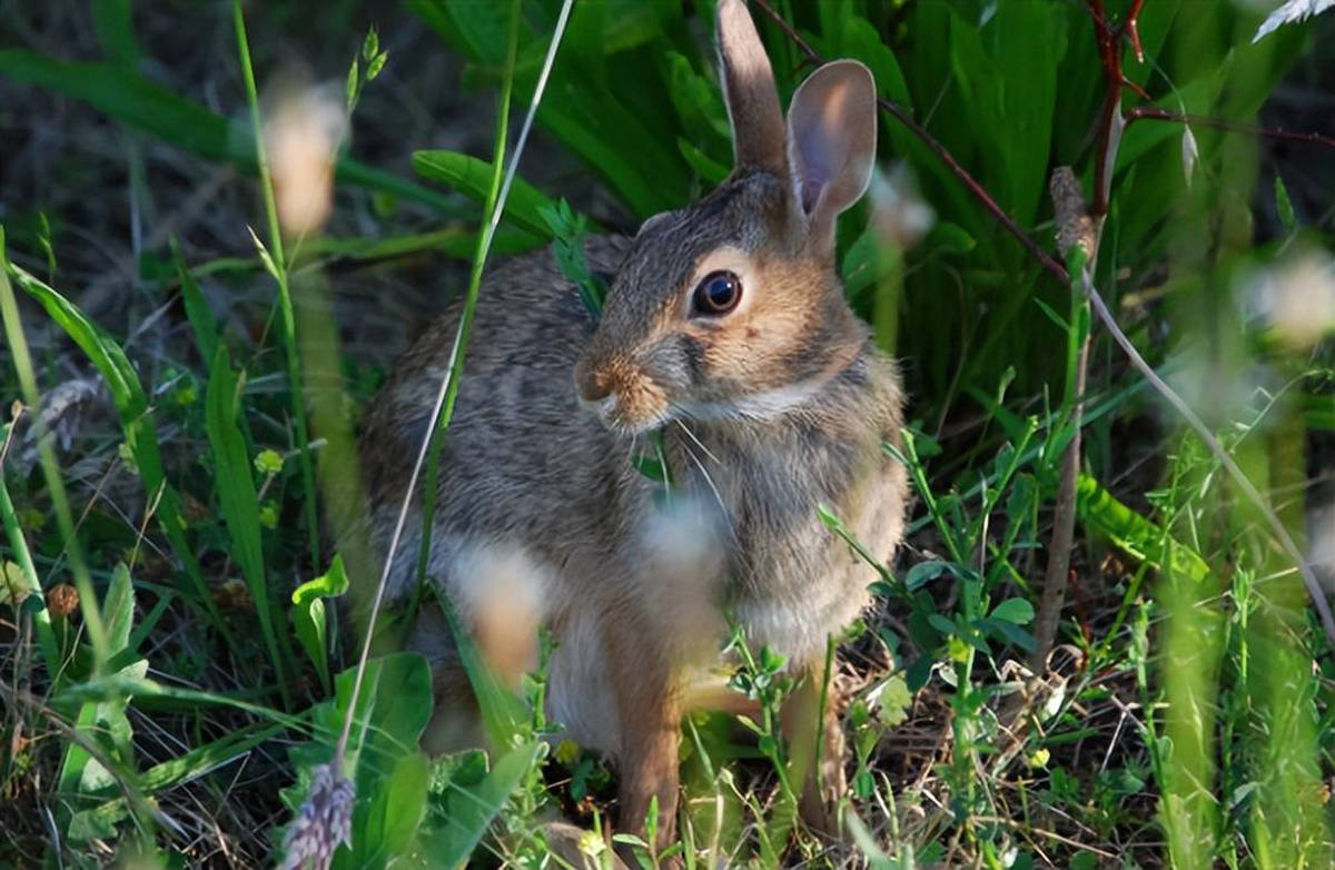所向披靡的澳洲野兔:澳洲的野兔是如何泛滥成灾的?_兔子_控制_繁殖