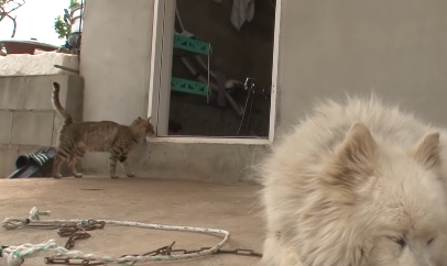 爱偷吃章鱼的猫,栓条狗站岗都没用,猫用智商直接压制 爱偷吃章鱼的猫,栓条狗站岗都没用,猫用智商直接压制