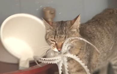 爱偷吃章鱼的猫,栓条狗站岗都没用,猫用智商直接压制 爱偷吃章鱼的猫,栓条狗站岗都没用,猫用智商直接压制