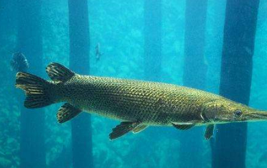 的鱼无故消失,热心居民抽水捉怪兽,发现是古代活化石_火箭_白金_幽灵