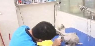 路遇一只流浪加菲猫,身体瘦弱眼睛感染,被救后成了粘人猫 路遇一只流浪加菲猫,身体瘦弱眼睛感染,被救后成了粘人猫