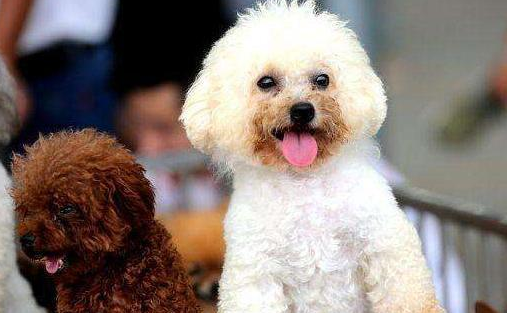 贵妇犬容易患的7种"公主病",很多都是致命的"元凶"_贵宾_狗狗_疾病