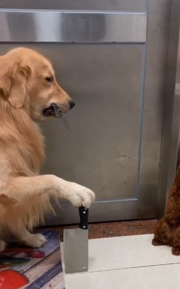金毛犬被罚坐尿盆面壁露无辜脸 网友见身后“尸体堆”爆笑 金毛犬被罚坐尿盆面壁露无辜脸 网友见身后“尸体堆”爆笑