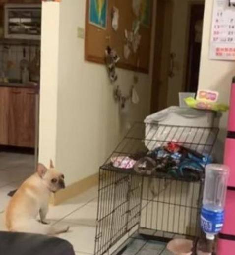 忠诚法斗犬苦坐门口等人回家,主人见此伤心吃醋:你明明是我养的 忠诚法斗犬苦坐门口等人回家,主人见此伤心吃醋:你明明是我养的