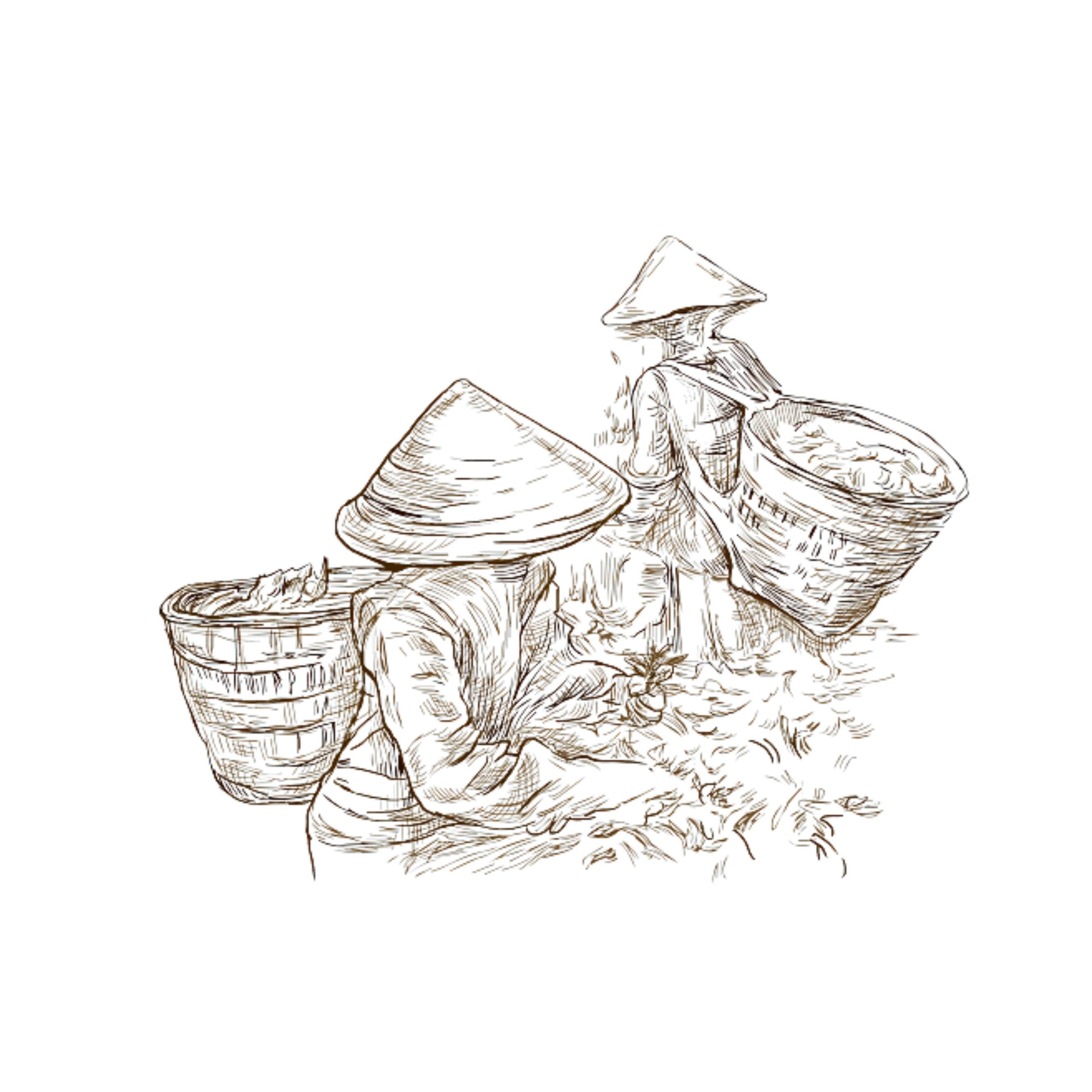 茶箩娘:六堡茶乡的守护神_仪式_人民_人们