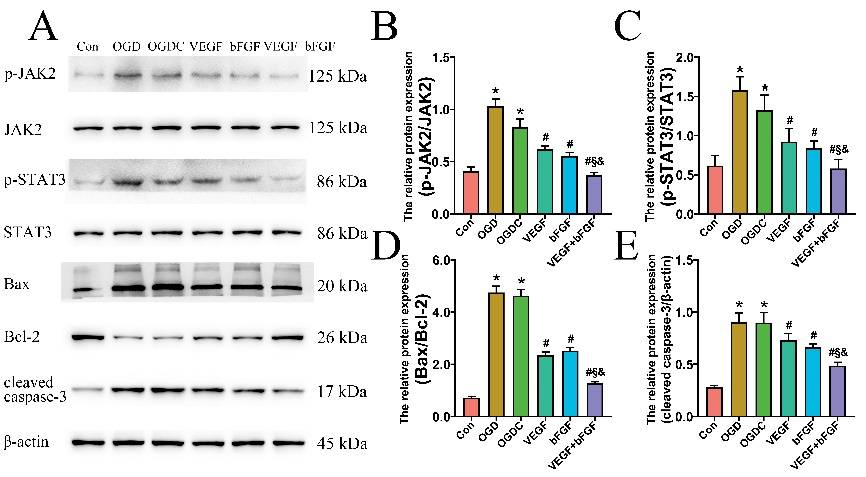 同济大学附属同济医院海舰团队构建了一种用于治疗脑