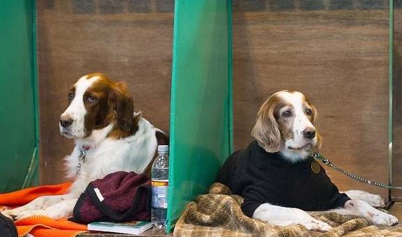 男童被狗咬狂犬病发作学狗叫?网友:漫威电影了解一下…… 男童被狗咬狂犬病发作学狗叫?网友:漫威电影了解一下……