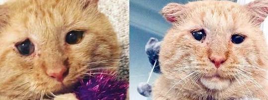 房东禁止养猫,她于是将猫咪照片发出去,猫咪的颜值让房东秒妥协 房东禁止养猫,她于是将猫咪照片发出去,猫咪的颜值让房东秒妥协