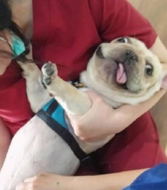 忠诚法斗犬苦坐门口等人回家,主人见此伤心吃醋:你明明是我养的 忠诚法斗犬苦坐门口等人回家,主人见此伤心吃醋:你明明是我养的
