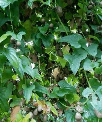 山药也可用于种植,你可以试一试,它和种子一样.