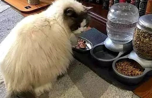 布偶猫每日来蹭饭,一个月后才知道已被抛弃,宠主直接收编 布偶猫每日来蹭饭,一个月后才知道已被抛弃,宠主直接收编