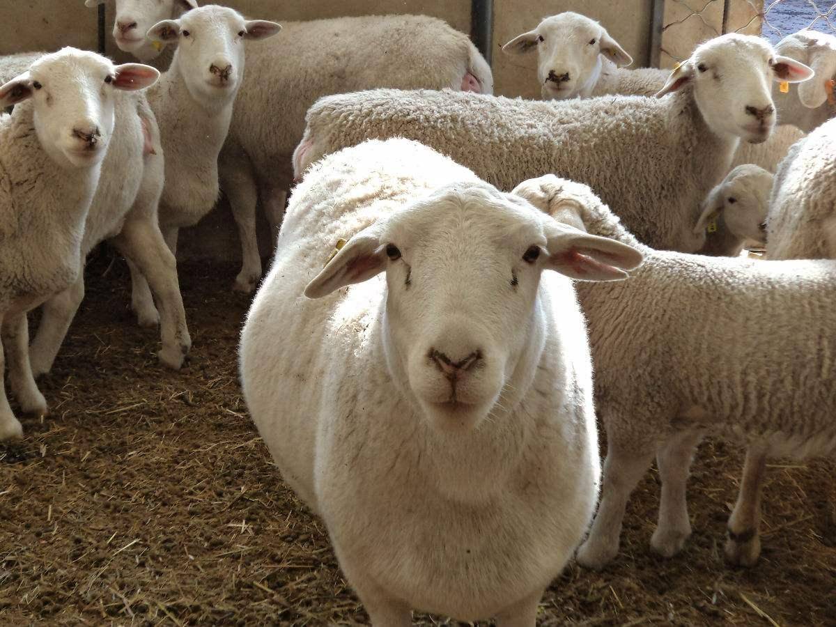 羊不吃草的原因都有哪些?如何解决羊不吃草的问题?